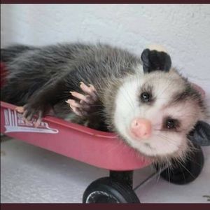 Meet your Posher, Chisana